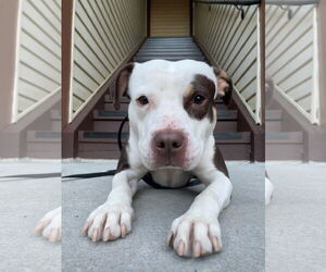 Quinn - Female American Pit Bull Terrier-Unknown Mix Dog for Adoption - Photo #5