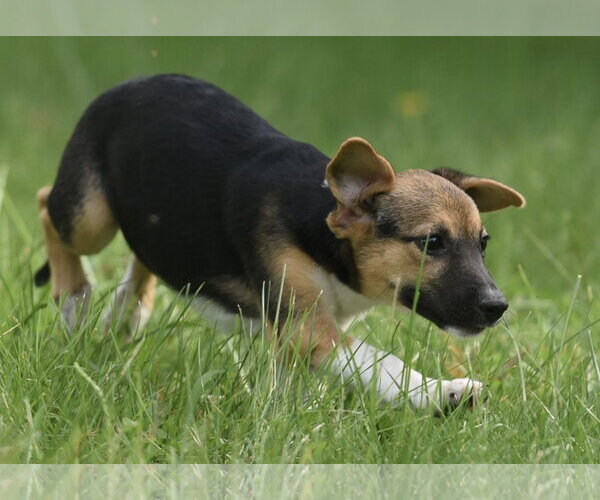 Medium Photo #5 Mutt Puppy For Sale in Mechanicsburg, PA, USA