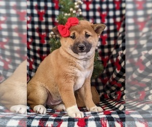 Shiba Inu Puppy for sale in OXFORD, PA, USA