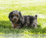 Small #4 Cocker Spaniel-Poodle (Miniature) Mix