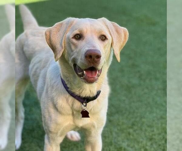 Medium Photo #2 Labrador Retriever Puppy For Sale in San Diego, CA, USA