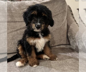 Australian Retriever Dogs for adoption in Fort Worth, TX, USA