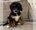 Small Australian Retriever