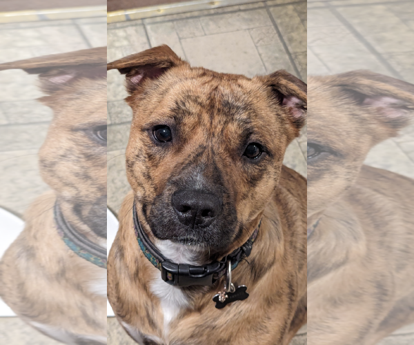 Medium Photo #1 Mutt Puppy For Sale in COLUMBIA, MD, USA