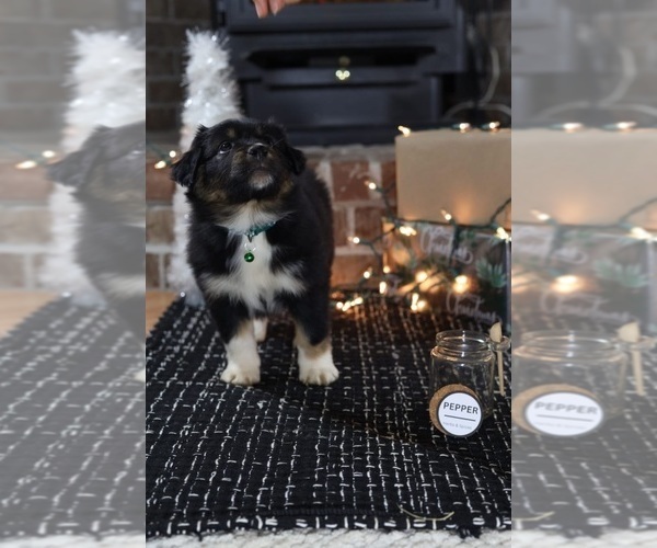 Medium Photo #52 Miniature American Shepherd Puppy For Sale in DAWSON, GA, USA