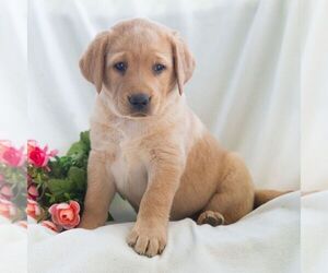 Labrador Retriever Puppy for sale in GREEN PARK, PA, USA