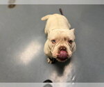 FLOTATO - Male Bulldog Dog for Adoption - Small photo