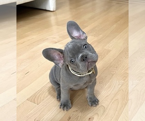 French Bulldog Puppy for sale in CARVER, OR, USA