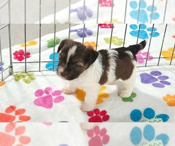 Medium Photo #5 Havashire Puppy For Sale in ORO VALLEY, AZ, USA