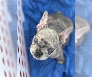 French Bulldog Puppy for sale in TRINITY, NC, USA