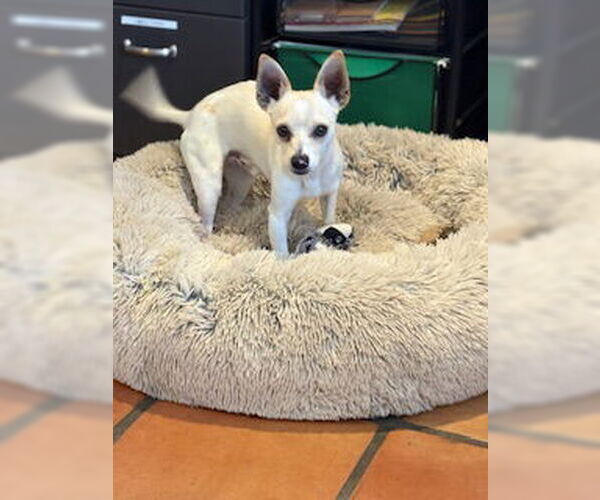 Medium Photo #5 Chihuahua Puppy For Sale in San Diego, CA, USA