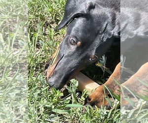 Doberman Pinscher Puppy for sale in PEYTON, CO, USA