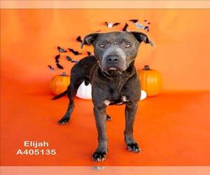 American Pit Bull Terrier-Unknown Mix Dogs for adoption in Conroe, TX, USA