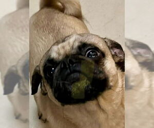 Pug Dogs for adoption in San Diego, CA, USA