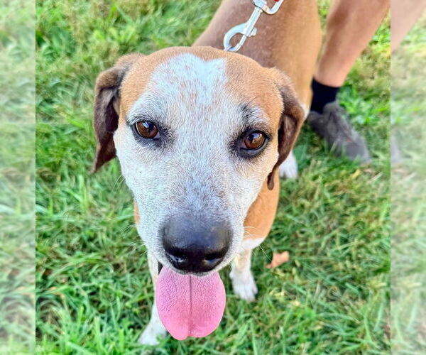 Medium Photo #12 Mutt Puppy For Sale in Canton, CT, USA