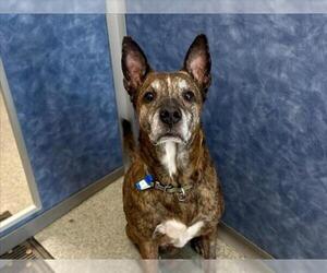 Mutt Dogs for adoption in Fort Collins, CO, USA