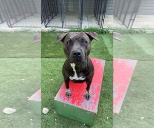 American Staffordshire Terrier-Unknown Mix Dogs for adoption in Calhoun, GA, USA