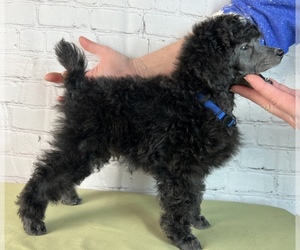 Poodle (Miniature) Puppy for sale in ARDMORE, OK, USA