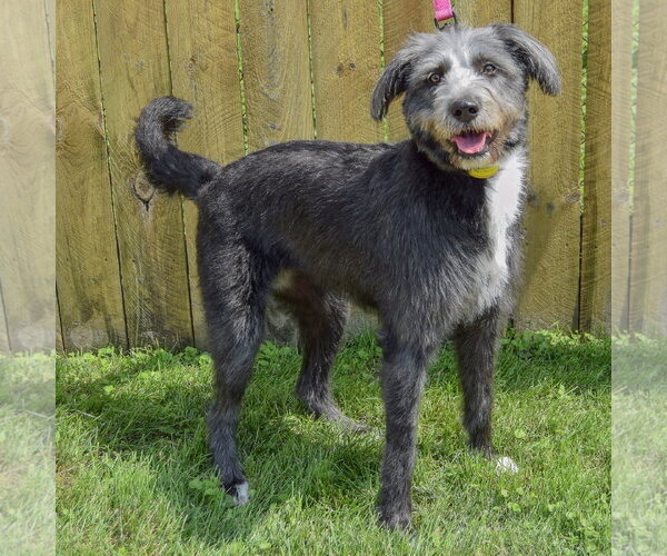 Medium Photo #10 Mutt Puppy For Sale in Huntley, IL, USA