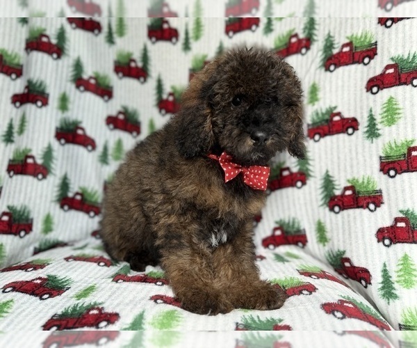 Medium Photo #2 Cockapoo (Miniature) Puppy For Sale in LAKELAND, FL, USA