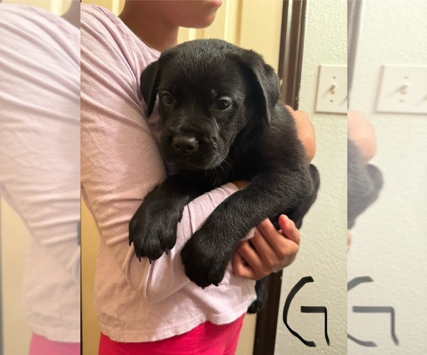 Medium Photo #1 Cane Corso-German Shepherd Dog Mix Puppy For Sale in SPRING, TX, USA