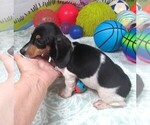 Small #6 Dachshund