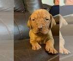 Small Photo #3 Vizsla Puppy For Sale in NEW YORK MILLS, MN, USA