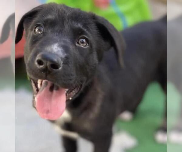 Medium Photo #4 Labrador Retriever-Unknown Mix Puppy For Sale in San Diego, CA, USA