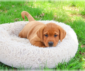 Labrador Retriever Puppy for Sale in SYRACUSE, Indiana USA