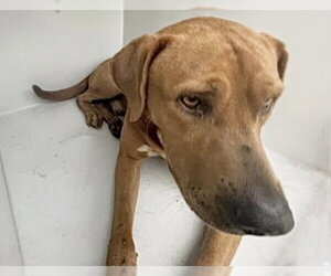 Mutt Dogs for adoption in Houston, TX, USA