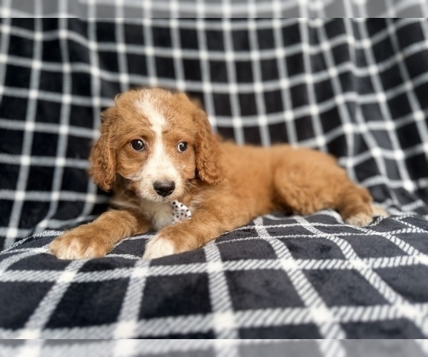 Medium Photo #6 Cockapoo (Miniature) Puppy For Sale in LAKELAND, FL, USA