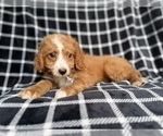 Small #5 Cockapoo (Miniature)