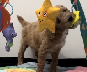 Medium Goldendoodle