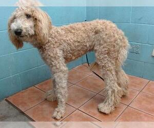 Labradoodle Dogs for adoption in Downey, CA, USA