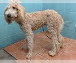 Small Labradoodle