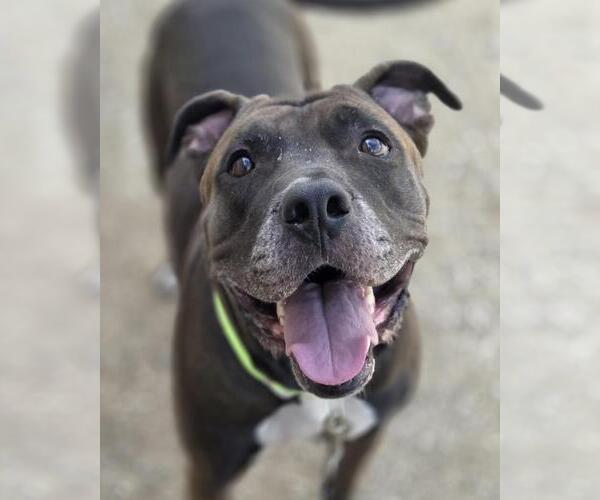 Medium Photo #1 Mutt Puppy For Sale in Las Vegas, NV, USA