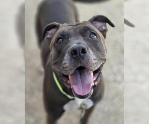 Mutt Dogs for adoption in Las Vegas, NV, USA