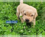 Small Photo #2 Labrador Retriever Puppy For Sale in EDGEWOOD, TX, USA