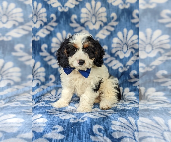 Medium Photo #1 Cavapoo Puppy For Sale in KINZERS, PA, USA