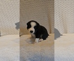 Puppy Black Border Collie