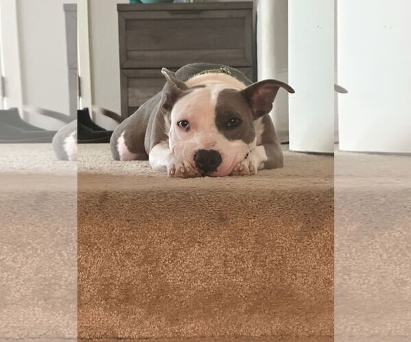 Medium Photo #5 American Pit Bull Terrier Puppy For Sale in Alexandria, VA, USA