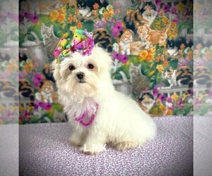 Maltese Puppy for sale in WINNSBORO, LA, USA