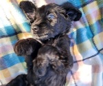Small Photo #3 Doodle-Goldendoodle Mix Puppy For Sale in WACO, TX, USA