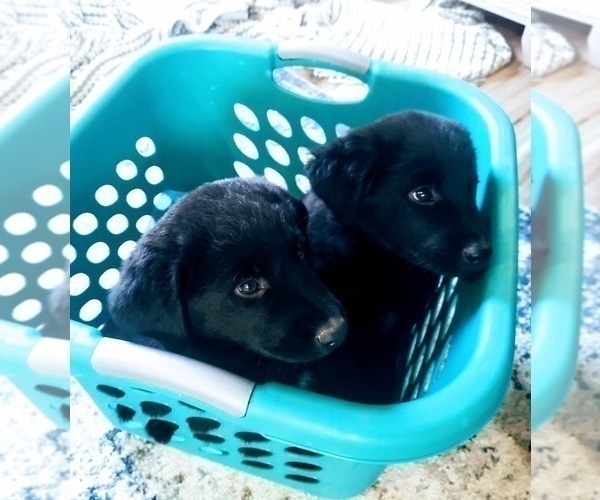 Medium Photo #5 Labrenees Puppy For Sale in FORESTBURG, TX, USA