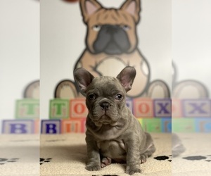French Bulldog Puppy for Sale in HELENA, Montana USA