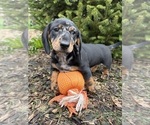 Small #2 Dachshund