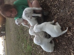 Dogo Argentino Puppy for sale in MINTER CITY, MS, USA