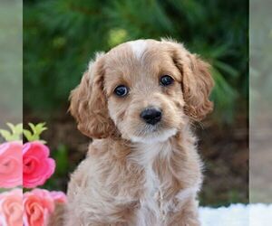Cock-A-Poo Puppy for sale in CHRISTIANA, PA, USA