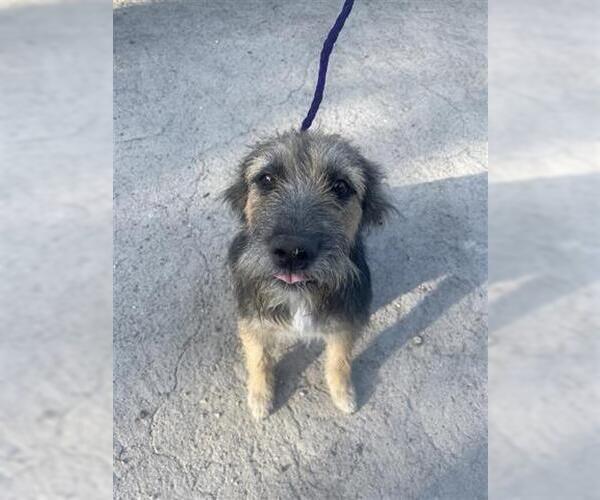 Medium Photo #1 Irish Terrier-Unknown Mix Puppy For Sale in Houston, TX, USA