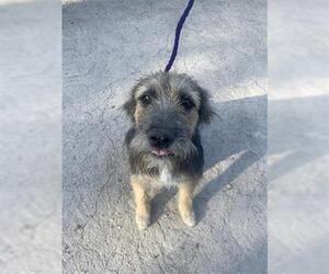 Irish Terrier-Unknown Mix Dogs for adoption in Houston, TX, USA